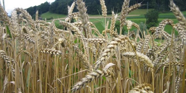 In der Schweiz nimmt 2020 die Futterweizenfläche zu, die Brotweizenfläche ab. (Bild lid)