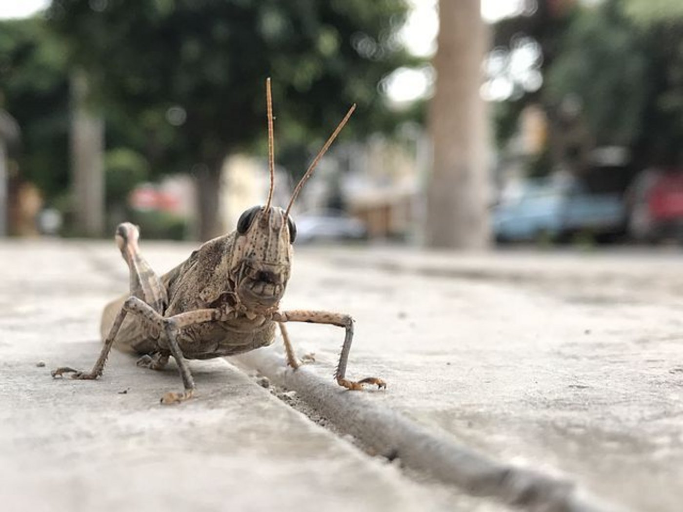 Zurzeit wird die Casinostadt Las Vegas von Heuschrecken-Schwärmen heimgesucht. (Symbolbild Pixabay)
