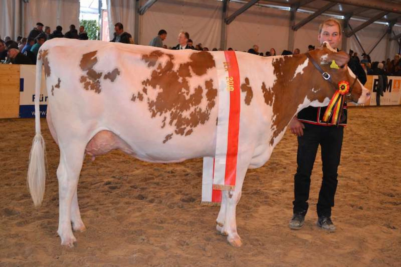 Die Rassensiegerin Swiss Fleckvieh Carlman Lisette von Urs Krummenacher, Gohl (Bild pf)