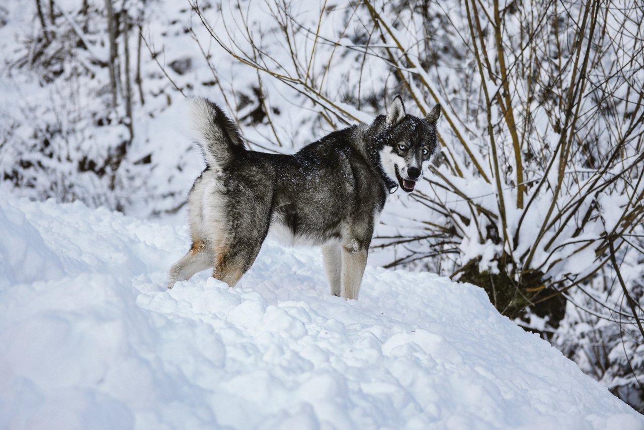 Der schöne Husky-Rüde Amarok erinnert nicht nur durch sein Äusseres an einen Wolf. In der Sprache der Inuit hat auch sein Name diese Bedeutung. (Bild Beat Käser)