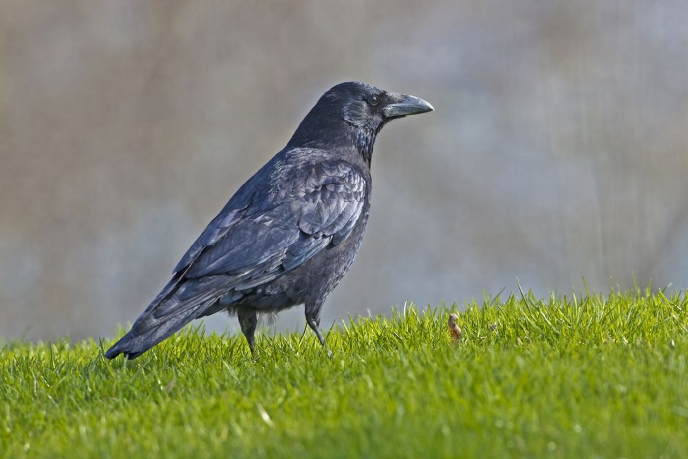 Die Rabenkrähe ist Ursache von teilweise grossen Ernteausfällen. Sie kann nur mit einer Kombination von verschiedenen Trügungsmassnahmen daran gehindert werden, das Saatgut oder die kleinen Schösslinge zu vertilgen. (Bild Marcel Burkhard, ornifoto.ch)