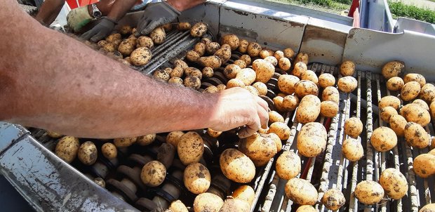 Die ersten Frühkartoffeln konnten im Seeland gegraben werden. Die Qualität ist mehrheitlich gut. (Bild Andrea Wyss)