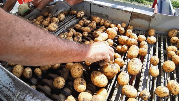 Die ersten Frühkartoffeln konnten im Seeland gegraben werden. Die Qualität ist mehrheitlich gut. (Bild Andrea Wyss)