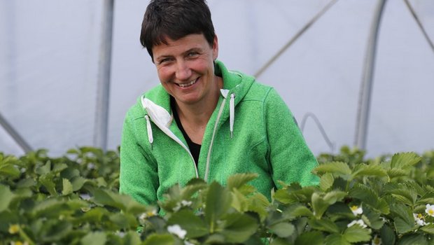 Obstproduzentin Barbara Schwab Züger kann dank Substrat auf der gleichen Fläche mehr Erdbeeren produzieren. (Bilder lid)