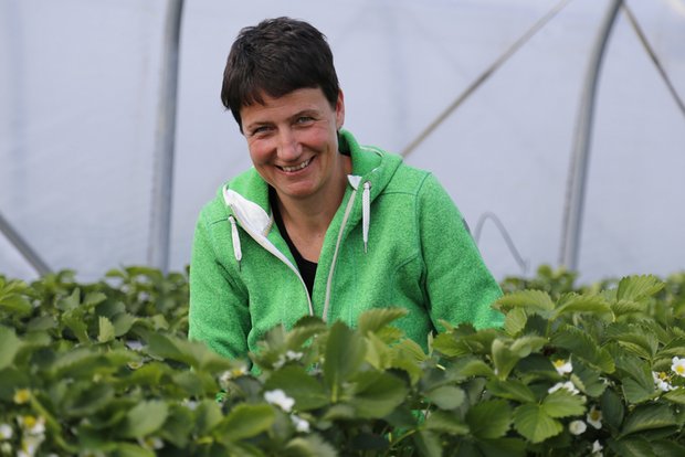 Obstproduzentin Barbara Schwab Züger kann dank Substrat auf der gleichen Fläche mehr Erdbeeren produzieren. (Bilder lid)