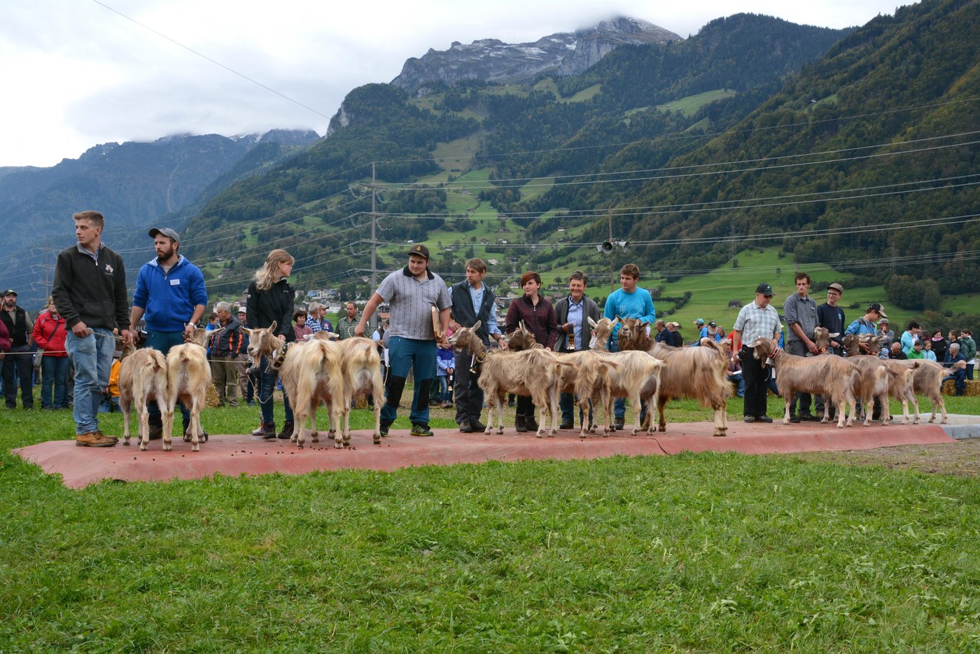 Das Podest beim Kollektionspreis Toggenburgerziegen (v. l. n. r.): Damian und Ruedi Kempf, Altdorf; Martha und Albrik Ziegler, Erstfeld; Tino und Valo Gisler, Bürgler.