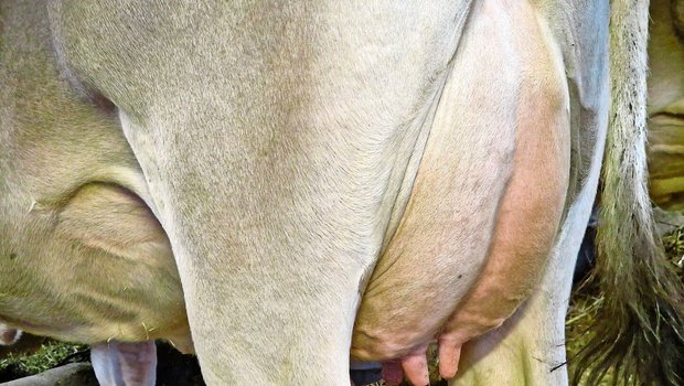 Antibiotika kommen beim Milchvieh meist aufgrund von Euterkrankheiten zum Einsatz. 