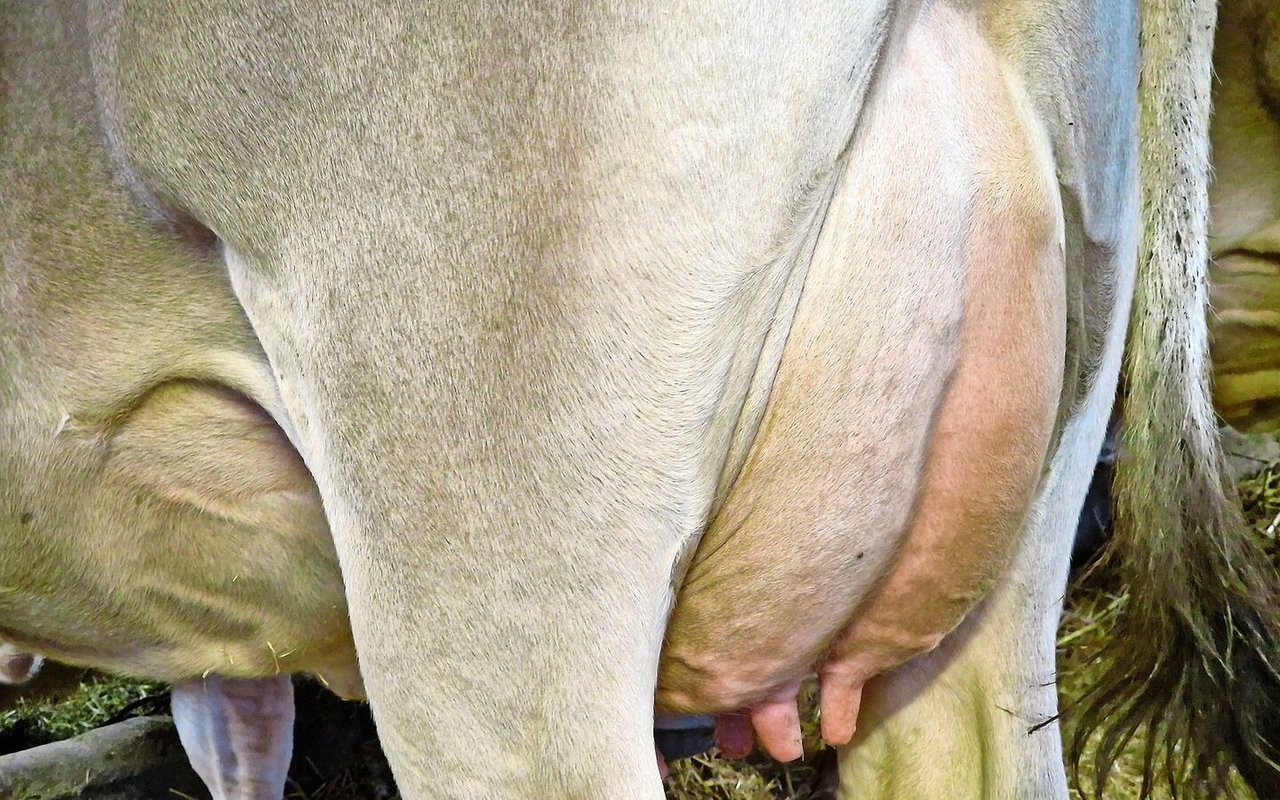 Antibiotika kommen beim Milchvieh meist aufgrund von Euterkrankheiten zum Einsatz. 