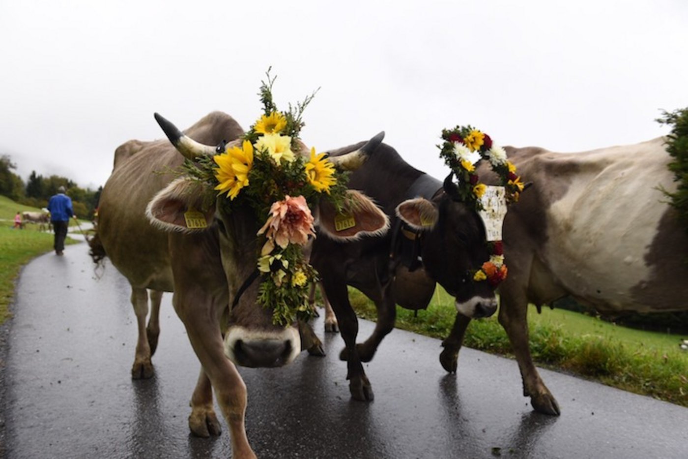 Der Alpabzug ist ein Höhepunkt am Prättigauer Alpspektakel. (Bilder zVg)