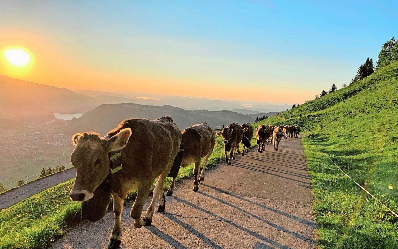 Z Alp fahren ist die Leidenschaft von Familie Risi. Auf dieses Jahr konnte sie die Alp Ahorn in Niederrickenbach pachten.