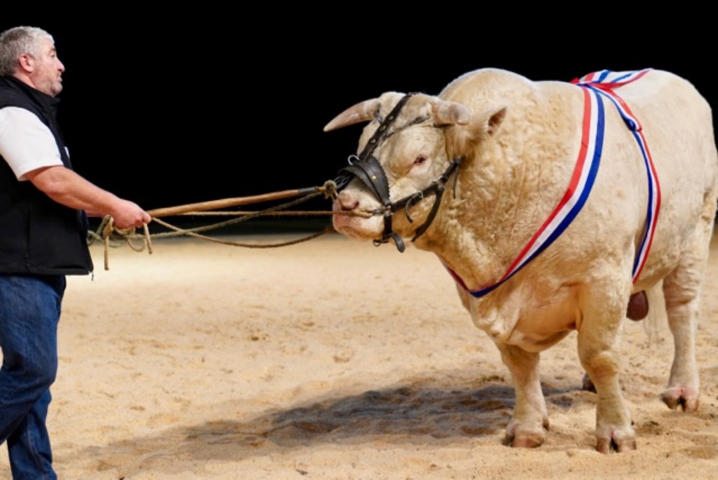 Die Ausstellung der Kolosse. Der schwerste Charolais-Bulle brachte satte 1470 kg auf die Waage. Weitere Bilder in der Bildergalerie. (Bild Martina Rüegger)
