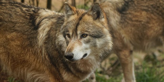  Das Grossraubtier hat mehr als zehn Schafe in einer geschützten Situation sowie auf einer Alpe, auf der keine Schutzmassnahmen möglich sind, getötet. (Bild Unsplash)