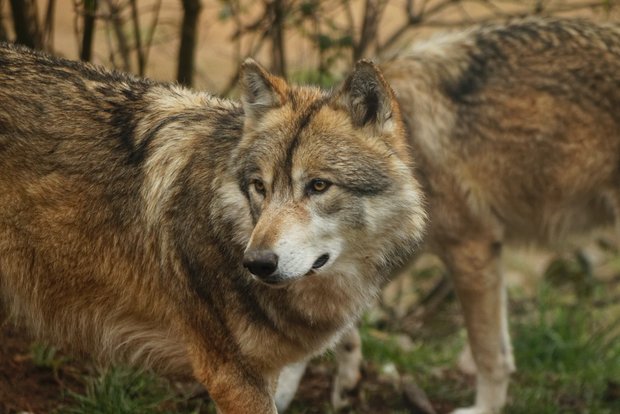 Wolf im Goms darf nach Schafrissen geschossen werden Das Grossraubtier hat mehr als zehn Schafe in einer geschützten Situation sowie auf einer Alpe, auf der keine Schutzmassnahmen möglich sind, getötet. (Bild Unsplash)