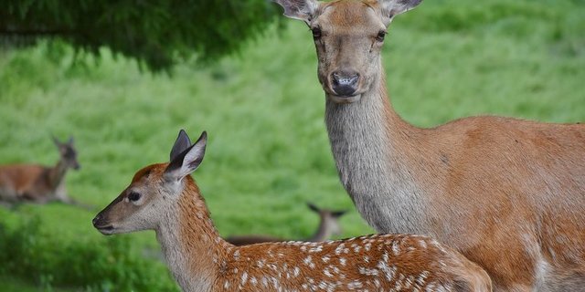 Jäger im Kanton Appenzell Innerrhoden sind geschult, wie sie Rehkitze mit Drohnen retten können. (Symbolbild pixabay)