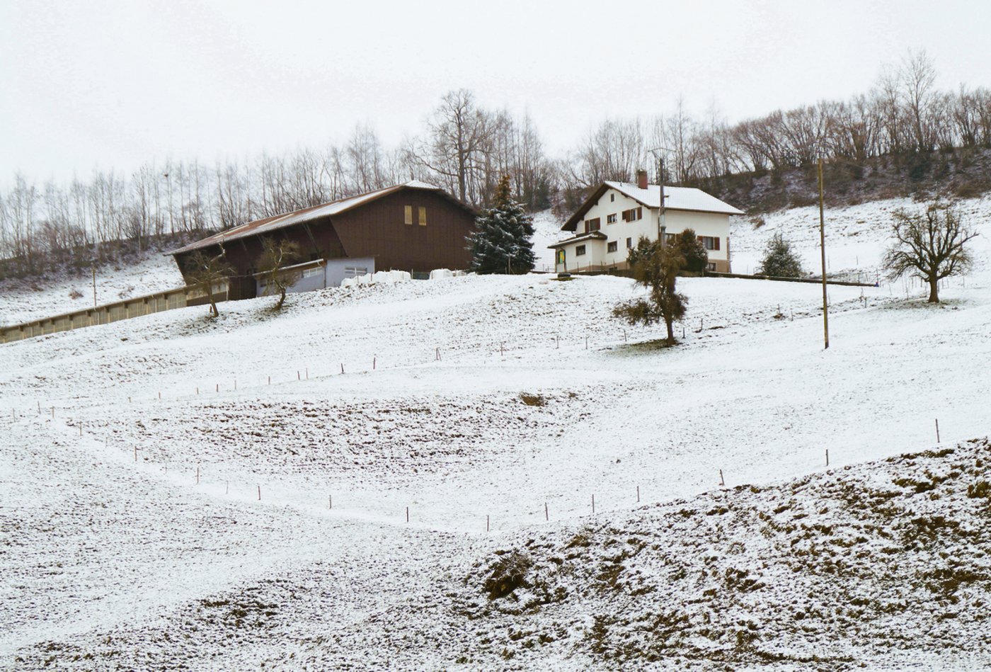 2010 wurde der Anbindestall in einen Laufstall mit Melkstand umgebaut. Jungos halten 31 Kühe, welche exterieur- wie milchmässig top sind. 