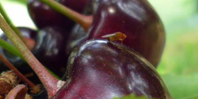 Obwohl nur 2 bis 3 mm klein, kann die Kirschessigfliege grosse Schäden an Obst anrichten. (Bild Martin Linemann)