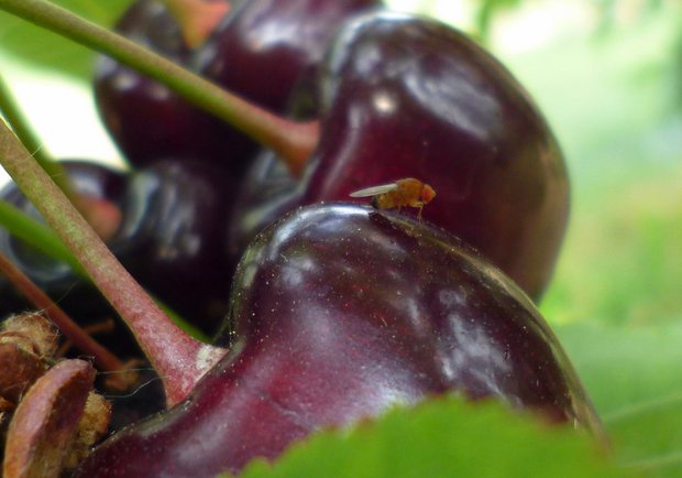Obwohl nur 2 bis 3 mm klein, kann die Kirschessigfliege grosse Schäden an Obst anrichten. (Bild Martin Linemann)