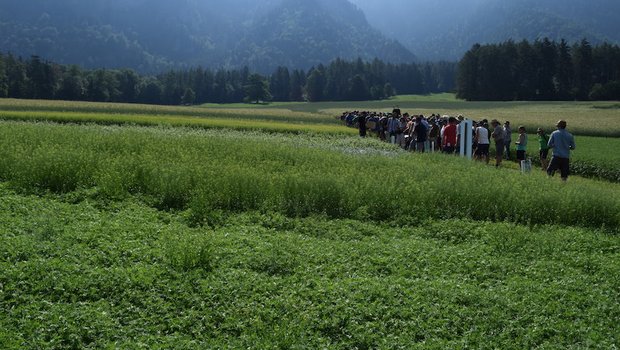 So sieht Vielfalt auf dem Bio-Acker aus: Am Feldtag wurden verschiedene Getreidesorten, Buchweizen, Lein, Linsen, Hirse, Quinoa und Hanf vorgestellt. (Bilder Stefanie Giger)