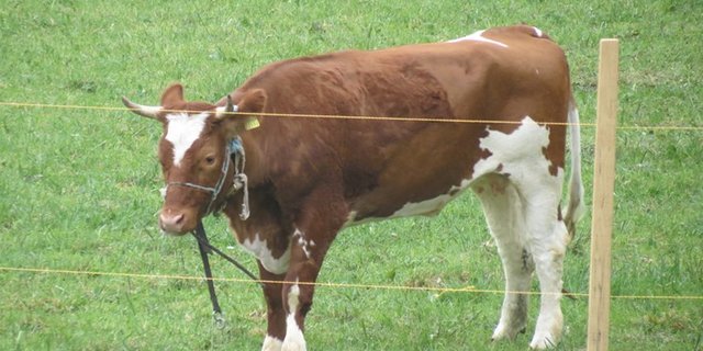 Spächtli lebt heute auf Gut Aiderbichel in Salzburg (AT). (Bild Gut Aiderbichel)