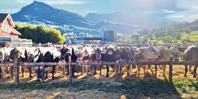 1138 Kühe wurden 2022 an der Viehschau in Nesslau aufgefahren. Die Schau beeindruckte mit ihrer Grösse und den aktiv gelebten Traditionen.
