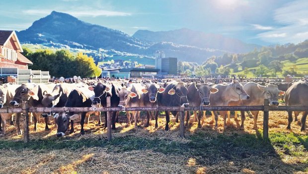 1138 Kühe wurden 2022 an der Viehschau in Nesslau aufgefahren. Die Schau beeindruckte mit ihrer Grösse und den aktiv gelebten Traditionen.