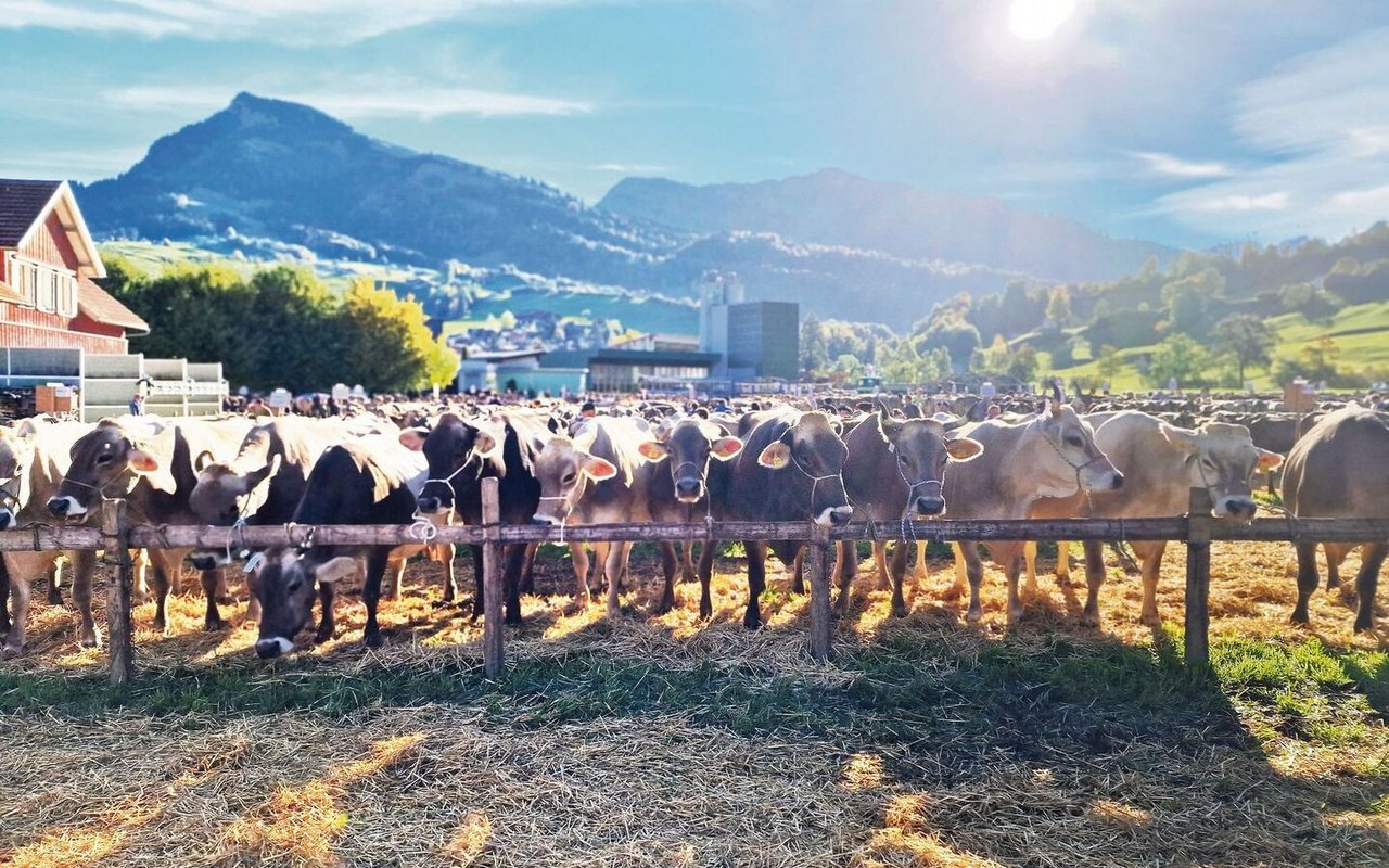 1138 Kühe wurden 2022 an der Viehschau in Nesslau aufgefahren. Die Schau beeindruckte mit ihrer Grösse und den aktiv gelebten Traditionen.