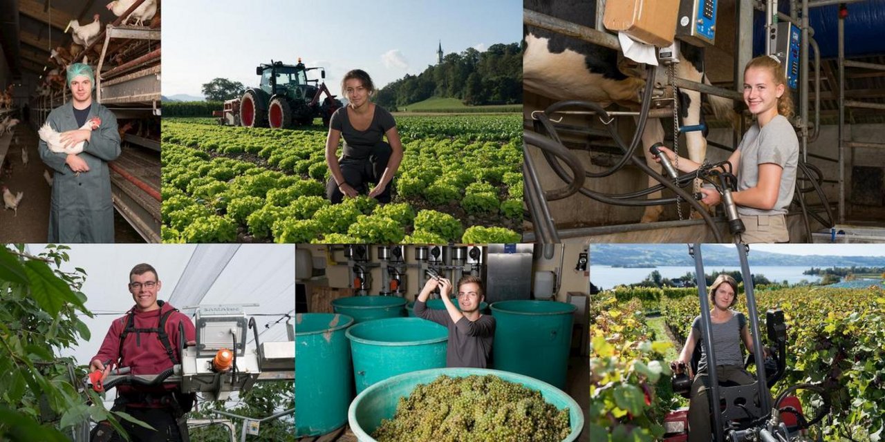 Die OdA bezeichnet landwirtschaftliche Berufe als vielseitig und zukunftsträchtig. (Bild SBV)