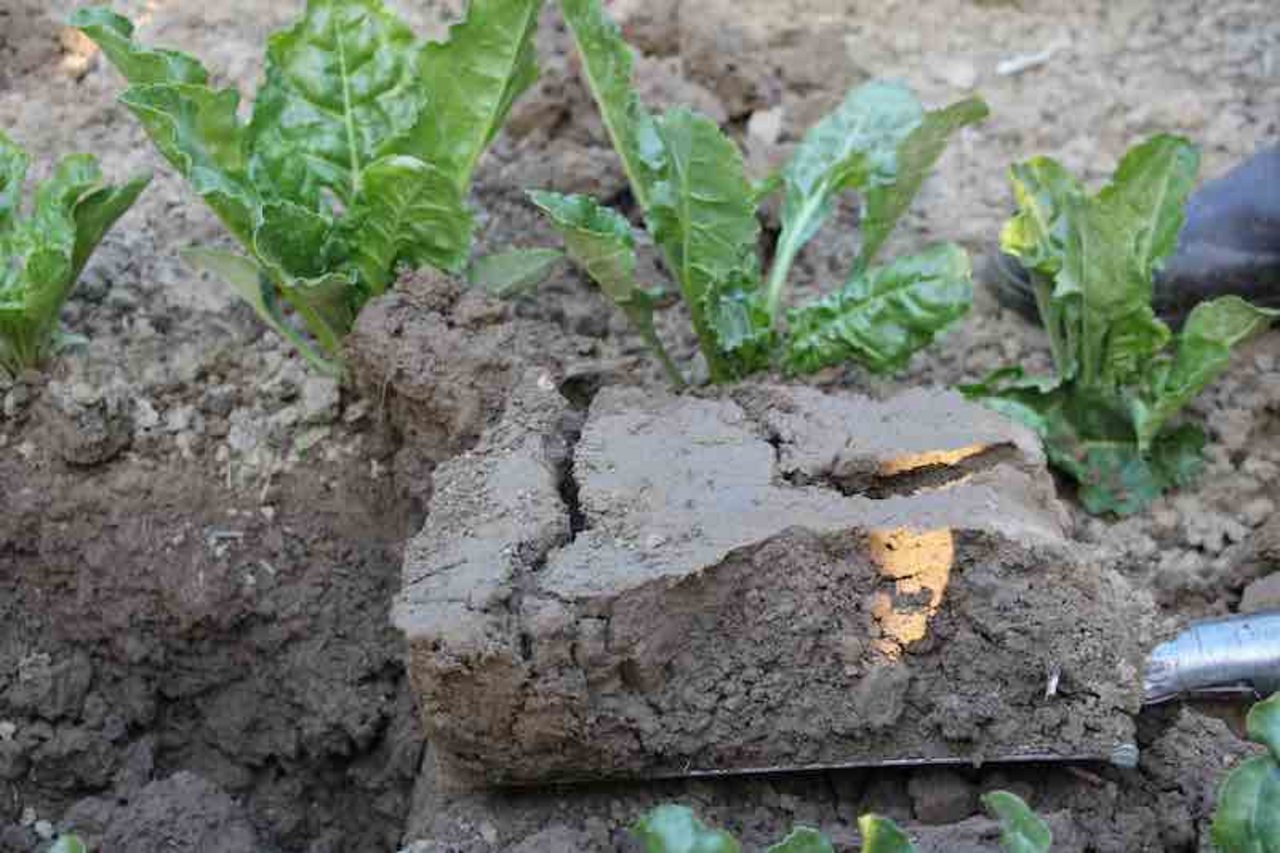Die Spatenprobe zeigt nach sechs Jahren pflugloser Bodenbearbeitung krümeligen, lockeren Boden ohne Pflugsohle. (Bild rü)