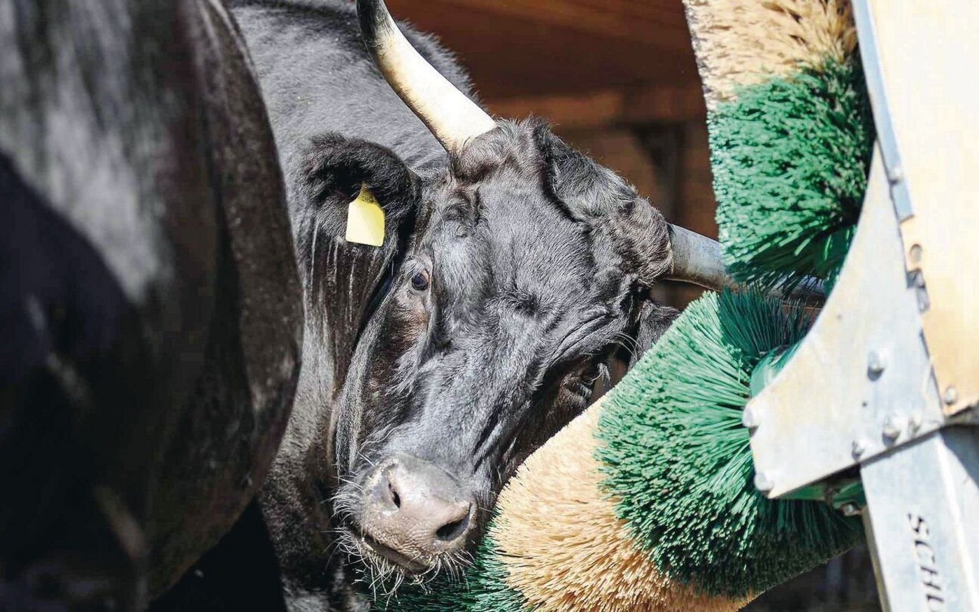 Der Wagyu wurde in Japan als Zugtier gezüchtet. Aus dieser Zeit kommt die Eigenschaft der hervorragenden Fetteinlagerung.