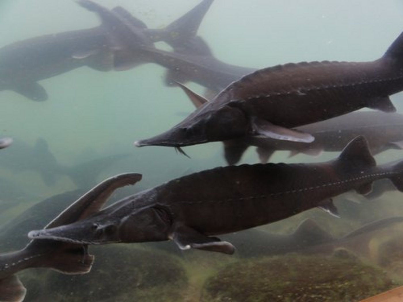 Die Störzucht und Kaviarproduktion erreicht noch nicht die erwarteten Erträge. (Bild: mr)