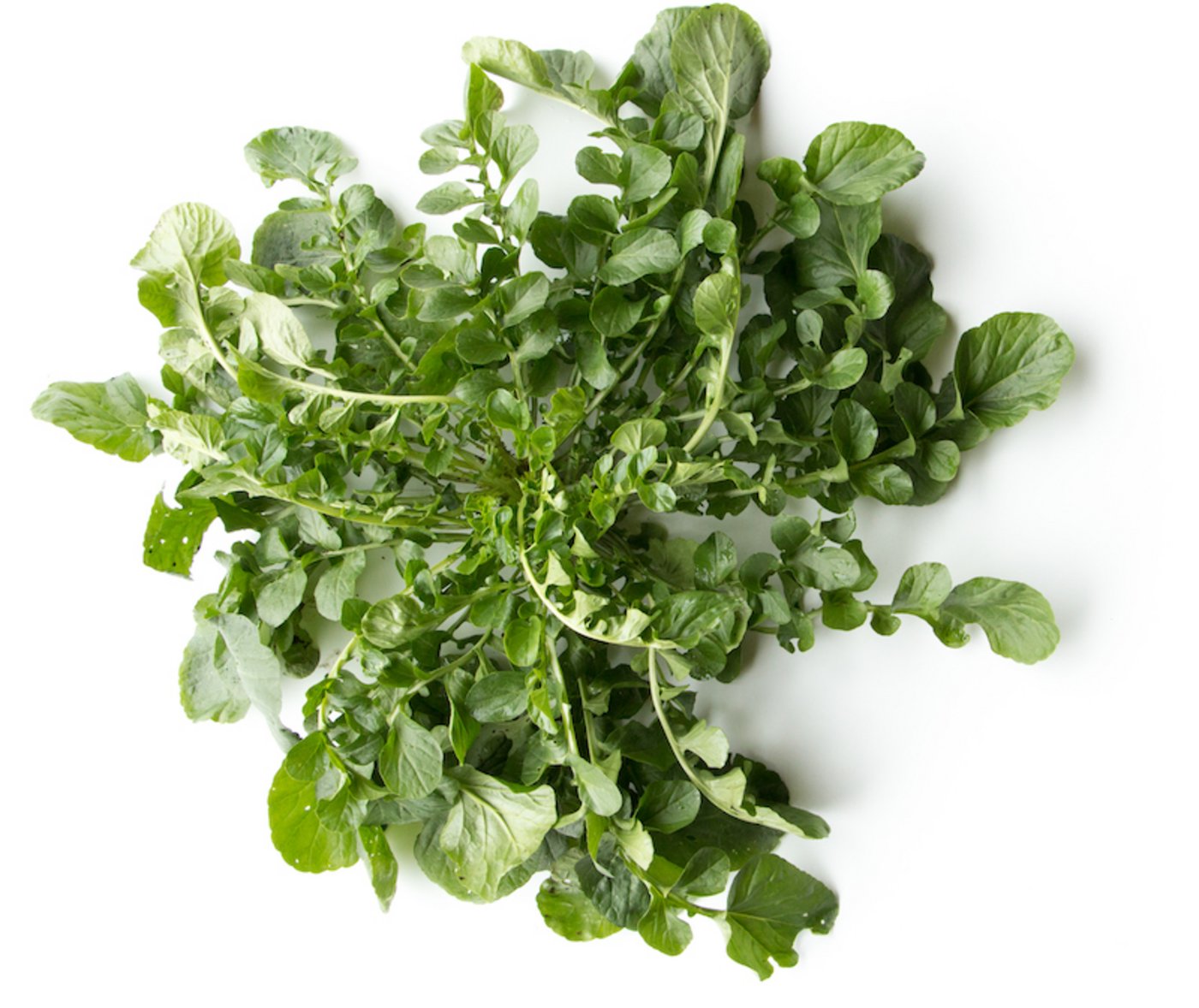 Barbarakresse wächst auch noch bei Minustemperaturen, man kann sie sogar im Schnee ernten.