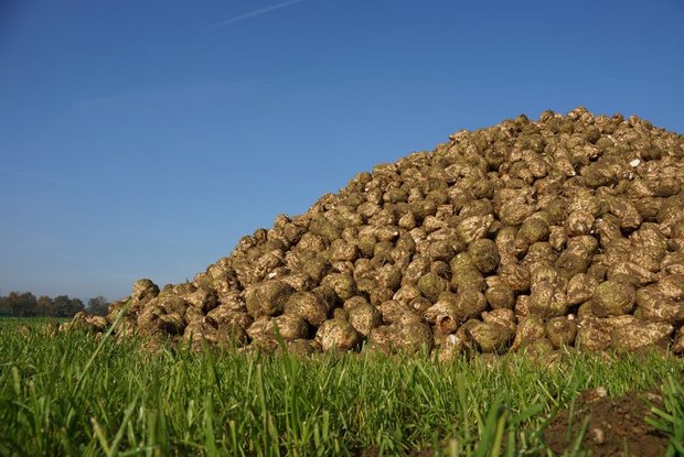 Rübenring kommt nicht zur Ruhe Es soll innerhalb des Rübenrings verschiedene Gruppen geben, in denen die Zukunft des Rübenanbaus diskutiert wird. (Bild BauZ)