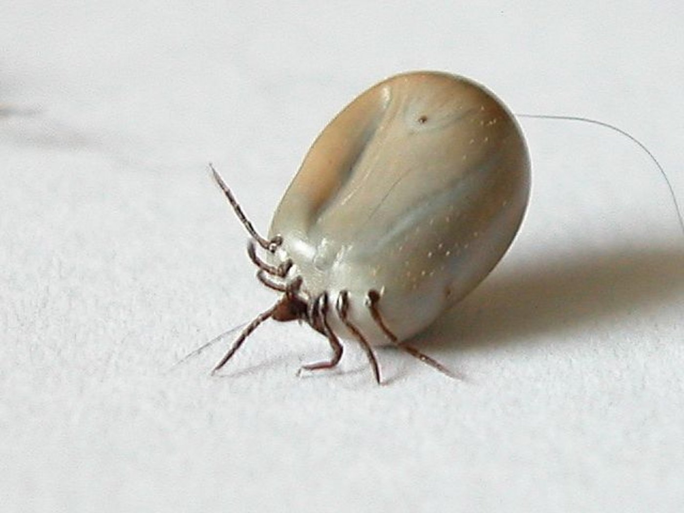 Eine vollgesogene Zecke. Die Blutsauger sind zunehmend das ganze Jahr aktiv. (Bild: Jost Jann)