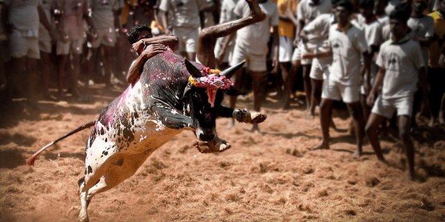 Der Stierkampf Jallikattu ist eine gefährliche Angelegenheit und war eigentlich verboten. (Bild lamkarna)