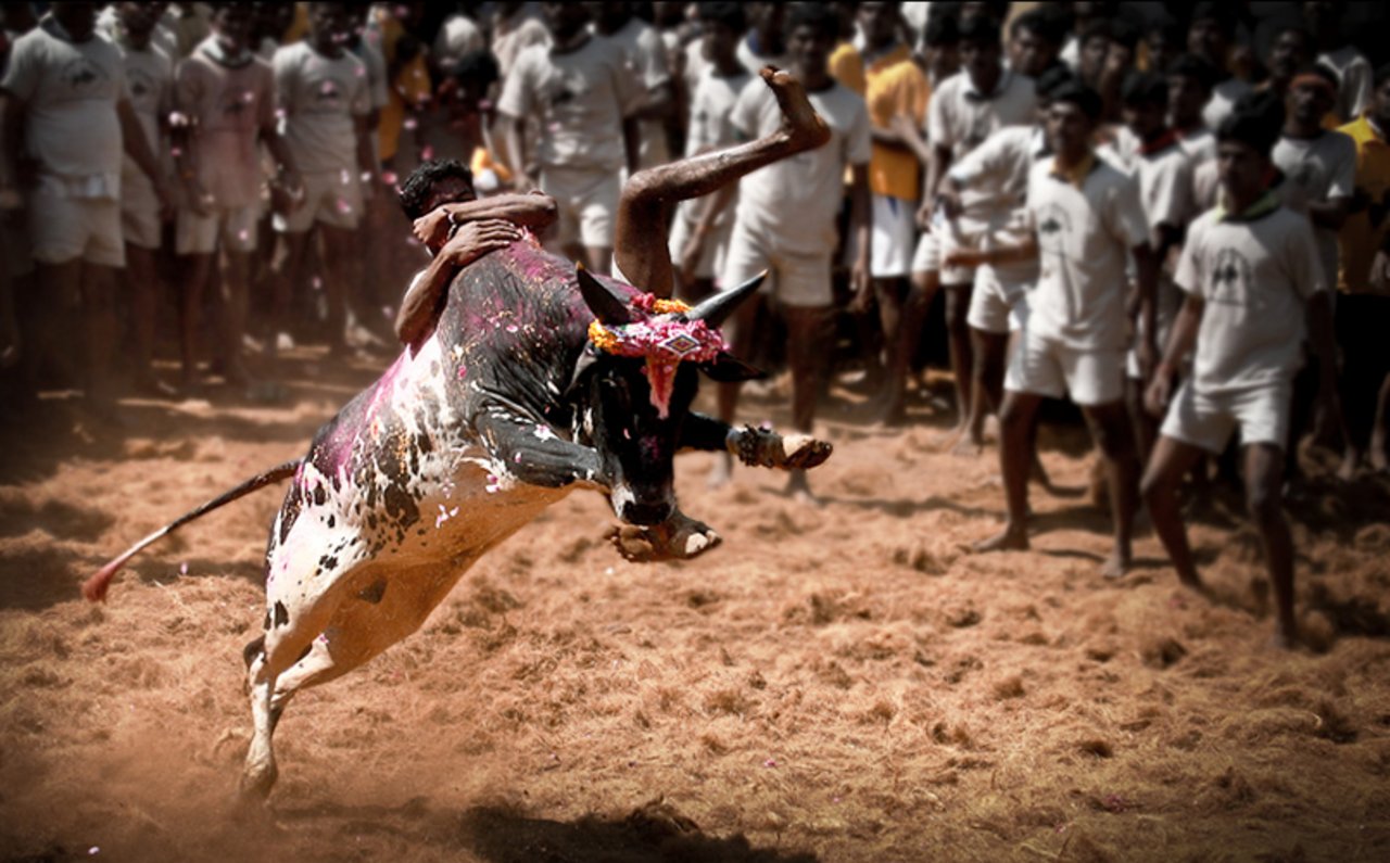 Der Stierkampf Jallikattu ist eine gefährliche Angelegenheit und war eigentlich verboten. (Bild lamkarna)