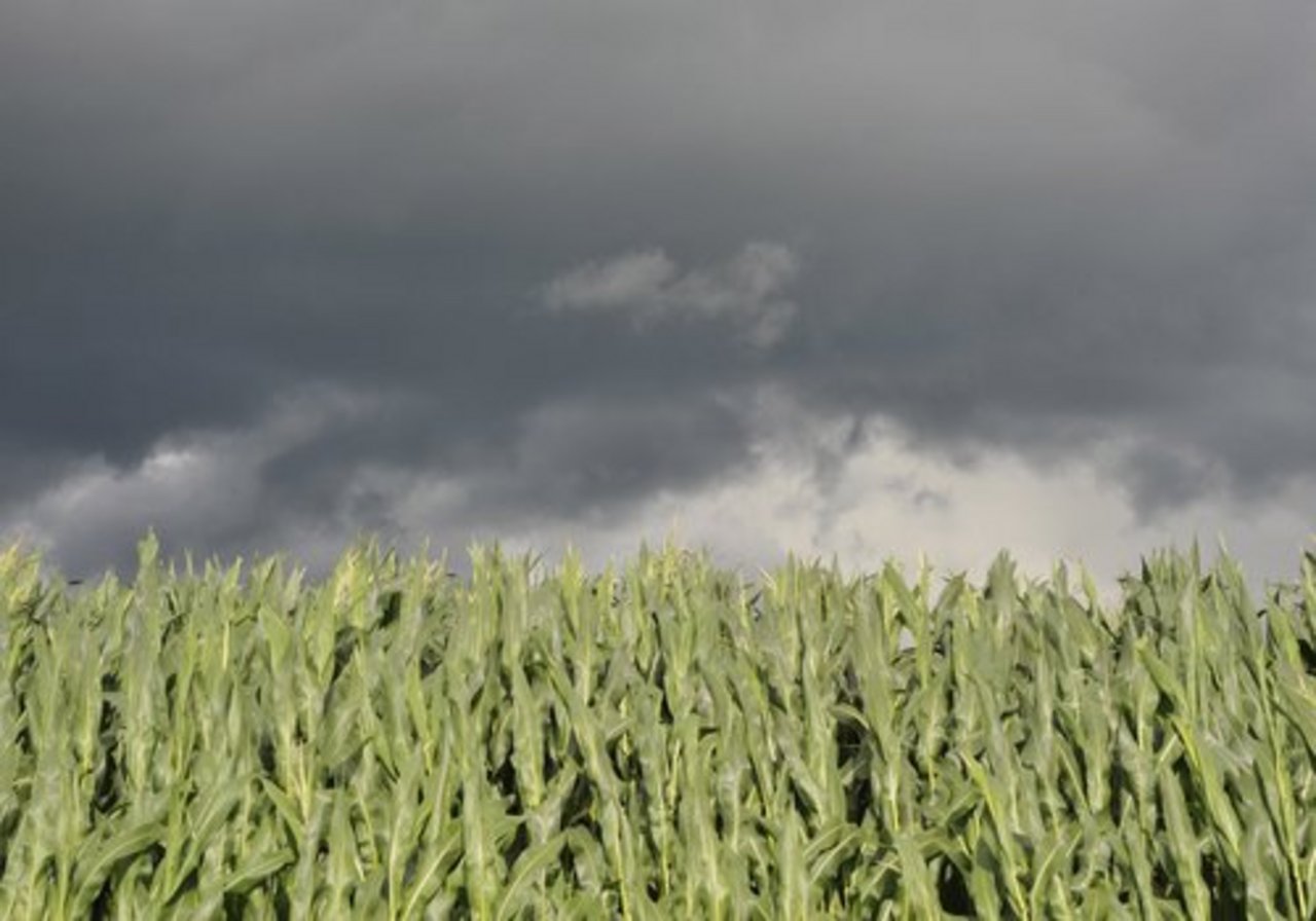 Die Gewitter richteten Schäden an landwirtschaftlichen Kulturen an. (Symbolbild: Joe Kaeser/landwirtschaft.ch)