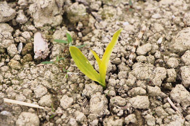 Der Mais ist am Auflaufen und das erste Blatt ist sichtbar. Eine Herbizidbehandlung sollte erst bei wüchsigem Wetter erfolgen. (Bild LB Grangeneuve)