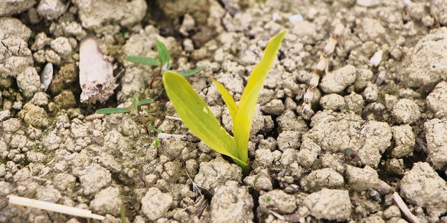 Der Mais ist am Auflaufen und das erste Blatt ist sichtbar. Eine Herbizidbehandlung sollte erst bei wüchsigem Wetter erfolgen. (Bild LB Grangeneuve)