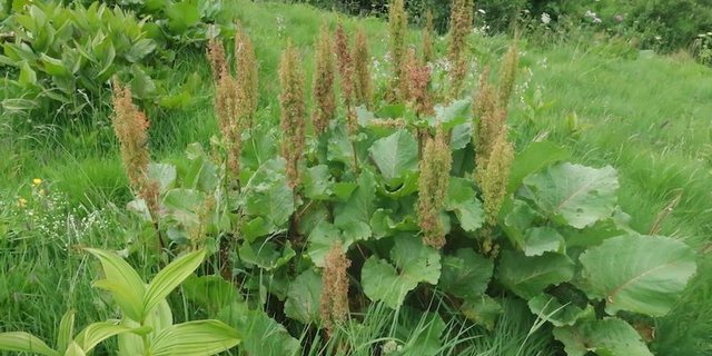 Des einen Feind, des andern Helfer: Ein Prachtsexemplar einer Blacke in Vollblüte. (Bild Esther Thalmann)