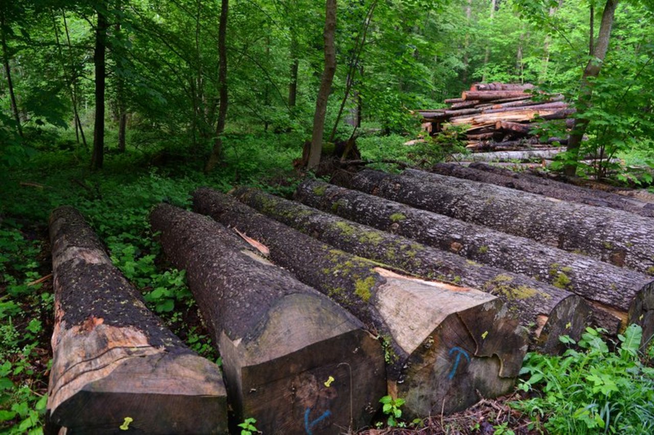 Holz ist zwar ein gefragter Werkstoff, die Waldeigentümer können von der hohen Nachfrage aber bisher nicht profitieren. (Bild Anna Suter / BauZ)