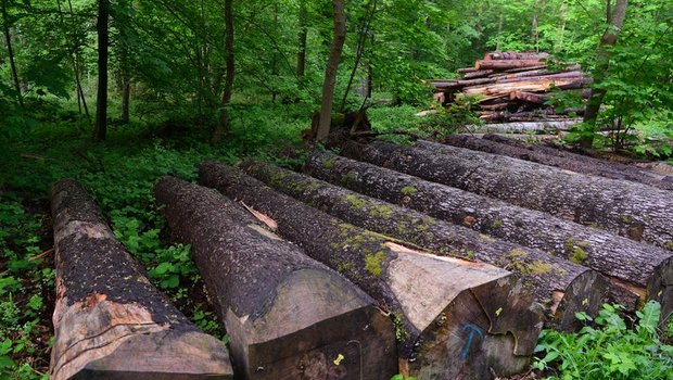 Holz ist zwar ein gefragter Werkstoff, die Waldeigentümer können von der hohen Nachfrage aber bisher nicht profitieren. (Bild Anna Suter / BauZ)