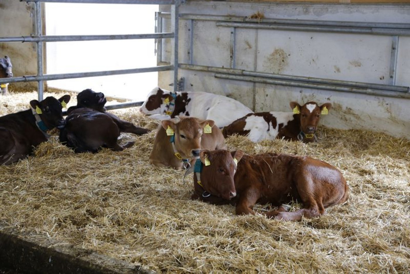 Kälber kommen oft früh mit Artgenossen von anderen Betrieben zusammen. Dann brauchen sie ein starkes Immunsystem, um gegen all diese fremden Erreger geschützt zu sein. (Bild ji) 