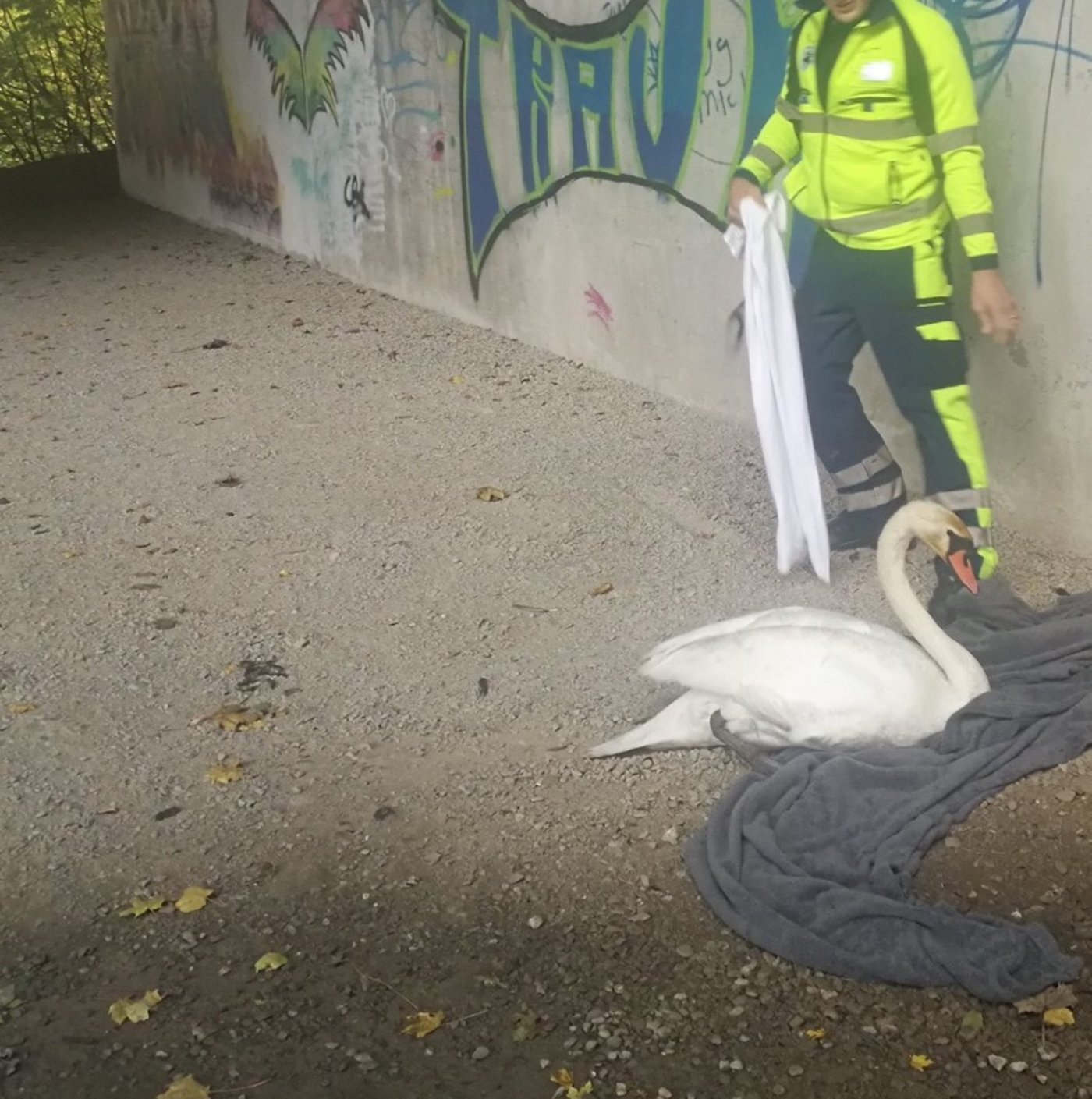 Der Schwan konnte unversehrt gerettet werden.