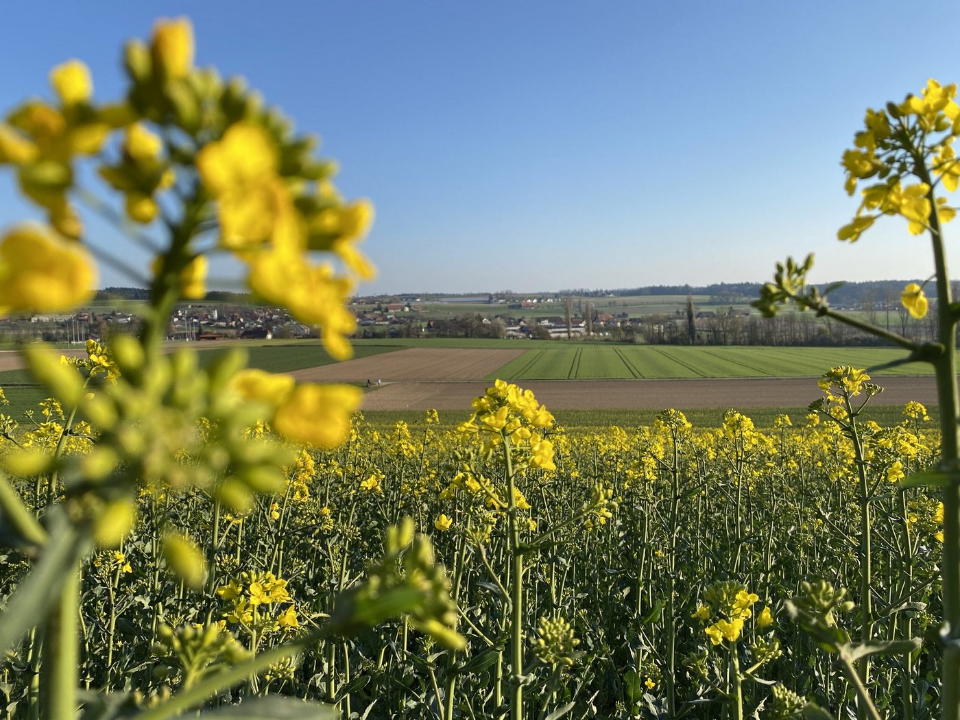 Auf der Liste der empfohlenen Sorten für die Ernte 2021 wurden eine klassische Sorte und eine Holl-Sorte hinzugefügt. Beide halten mit den bewährten Sorten mit. (Bild Nicole Geiser) 
