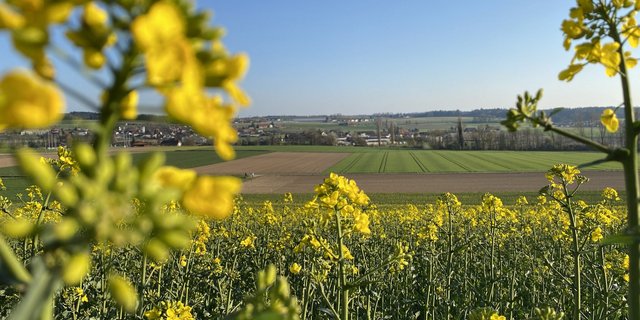 Auf der Liste der empfohlenen Sorten für die Ernte 2021 wurden eine klassische Sorte und eine Holl-Sorte hinzugefügt. Beide halten mit den bewährten Sorten mit. (Bild Nicole Geiser) 