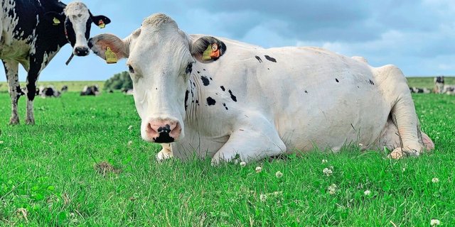 Auch unsere Kuhherde war von der Blauzungenkrankheit betroffen. Die Gesundheits- und Brunsterkennung (oranger Sender am Ohr) verzeichnete starke Rückgänge beim Fressverhalten.