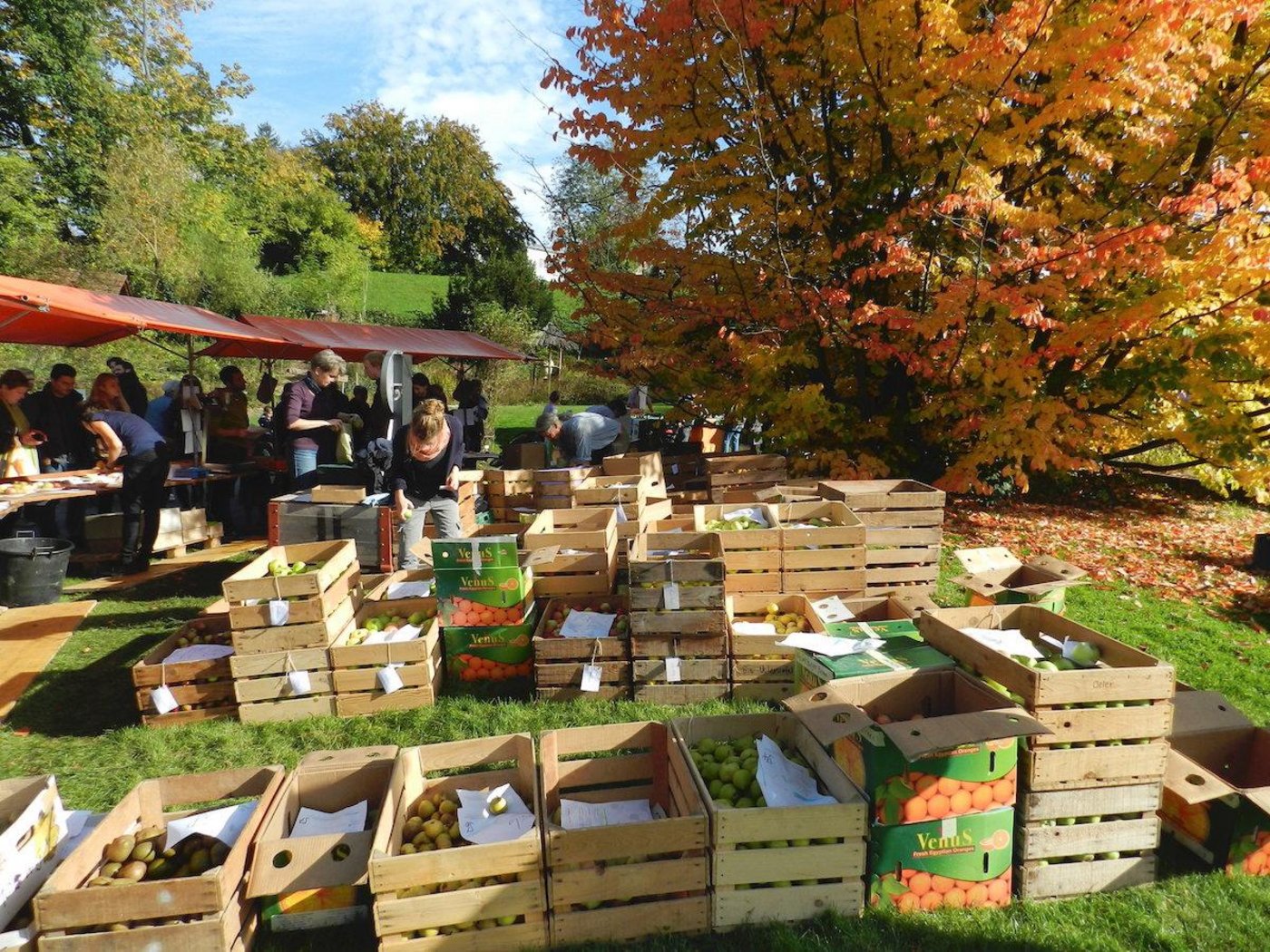 Diverse Obstsorten können degustiert und gekauft werden. (Bild zVg)