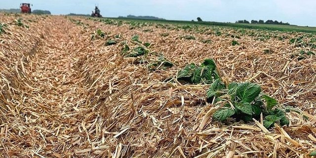 Mulchen, kombiniert mit Mineralölen, reduziert die Infektion mit dem Kartoffel-Y-Virus.