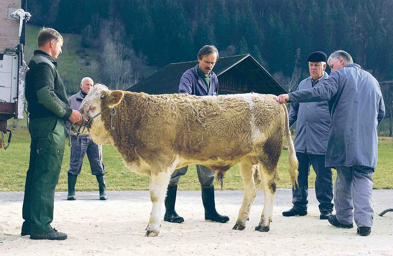 Proviande muss 323 000 Franken sparen. Proviande-Direktor Heiri Bucher will nicht ausschliessen, dass als Folge die Anzahl der öffentlichen Schlachtvieh- und Schafmärkte reduziert wird. (Bild BauZ)