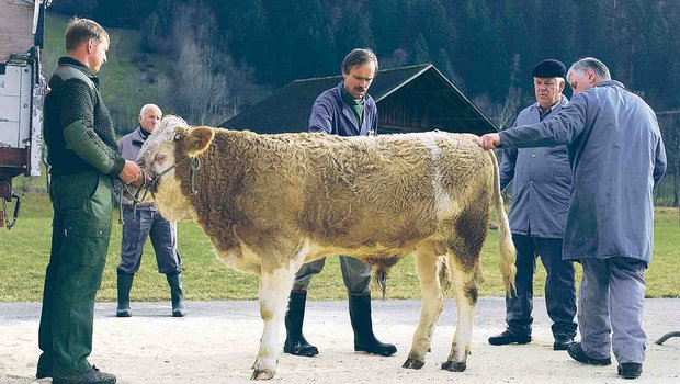 Proviande muss 323 000 Franken sparen. Proviande-Direktor Heiri Bucher will nicht ausschliessen, dass als Folge die Anzahl der öffentlichen Schlachtvieh- und Schafmärkte reduziert wird. (Bild BauZ)